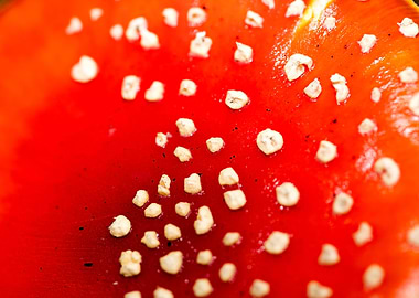 Amanita muscaria mushroom