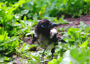 Young Magpie