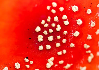 Amanita muscaria mushroom
