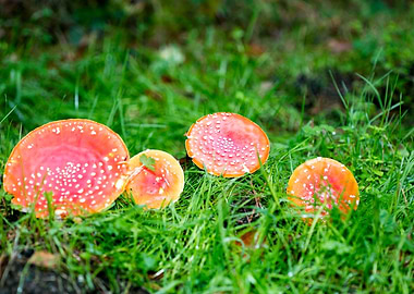 Amanita muscaria mushroom