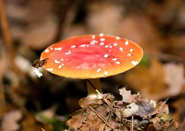 Amanita muscaria mushroom