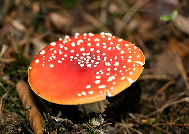 Amanita muscaria mushroom