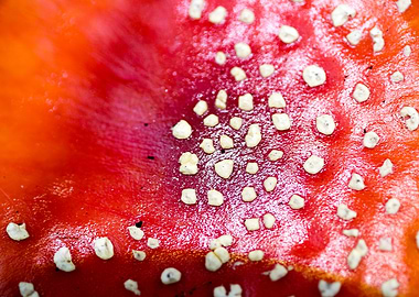 Amanita muscaria mushroom