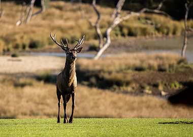 Glorious and mighty stag