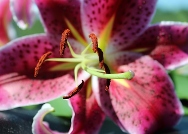 Star Gazer Lilly
