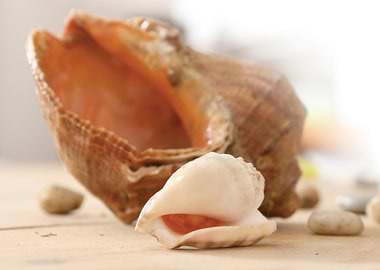 Seashell nature harmony