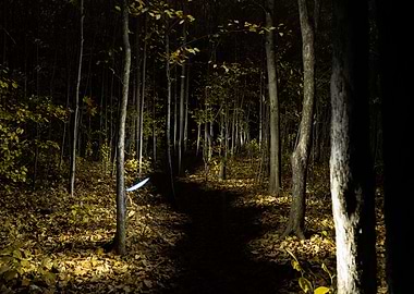 Enchanted forest at night