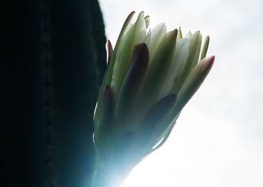 Cactus Flower