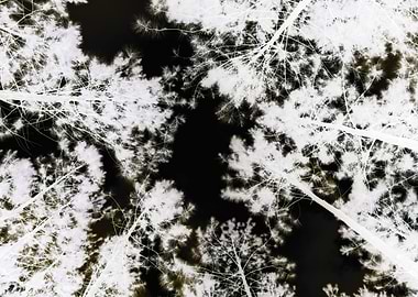 negative tree canopy