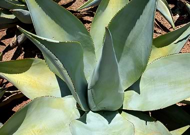 agave plant