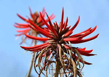 red flower