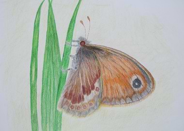 Small Heath Butterfly