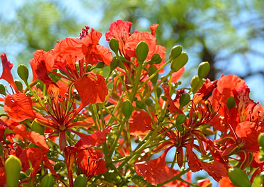flowers firy red