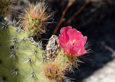 red cactus flower