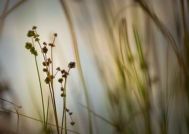 Abstract Reeds II