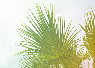 Palm leaves with sunlight