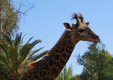 Giraffe