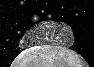 Cat on the moon