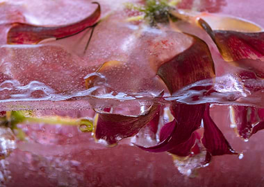 Gloriosa in red ice 2