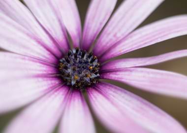 African Daisy