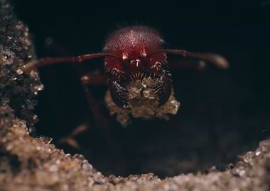 Working Ant