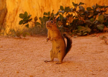 Chipmunk at Bryce canyon