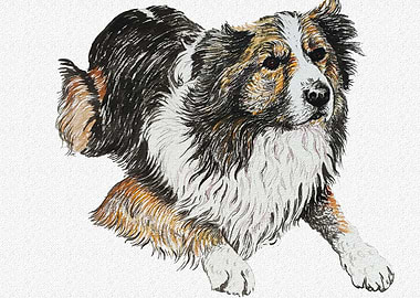 AUSTRALIAN SHEPHERD DOG