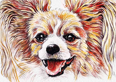 CAVALIER KING CHARLES DOG