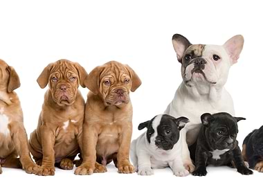 Dachshund Pomeranian Spi