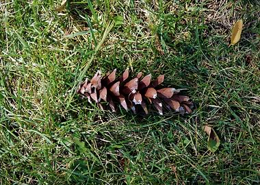 Pinecone