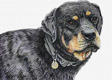 ROTTWEILER DOG PORTRAIT