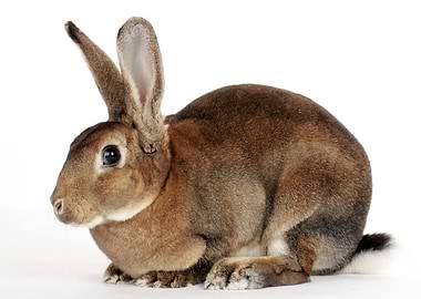 Brown Bunny