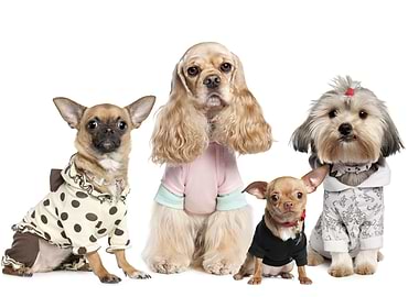 Dachshund Pomeranian Spi