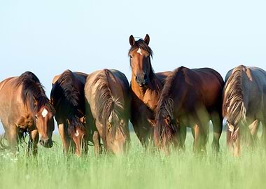 Beautiful Horses