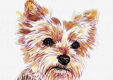 NORFOLK TERRIER PORTRAIT
