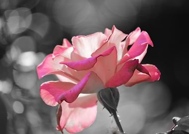 Pink Rose