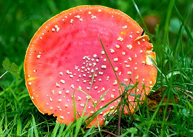 Magic Mushroom Fly Agaric