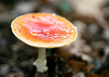 Magic Mushroom Fly Agaric