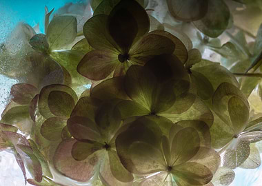 Hydrangea in green ice 2