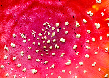Magic Mushroom Fly Agaric