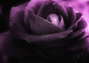 Purple Rose