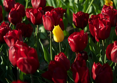 Amsterdam Tulips Yellow