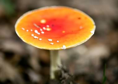 Magic Mushroom Fly Agaric