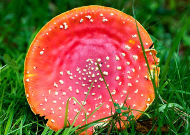 Magic Mushroom Fly Agaric