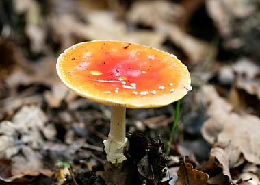 Magic Mushroom Fly Agaric