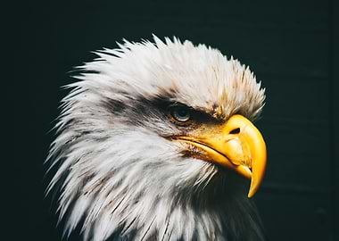 Eagle Eye