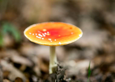 Magic Mushroom Fly Agaric