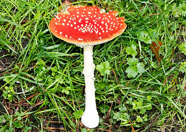 Magic Mushroom Fly Agaric