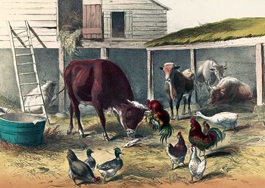 Barnyard Animals