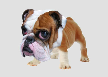 BULLDOG
